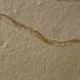 Fósil del Tetrapodophis amplectus. Crédito: Michael Caldwell, Universidad de Alberta & Alessandro Palci.
